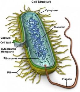 Bacteria information